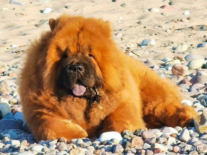 Чау-чау щенки