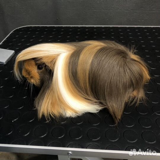 Морская свинка перуанская