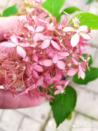 Клубника, ежевика, шелковица, гортензии