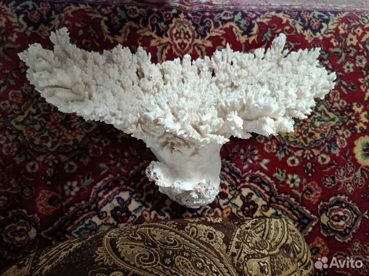 Коралл натуральный