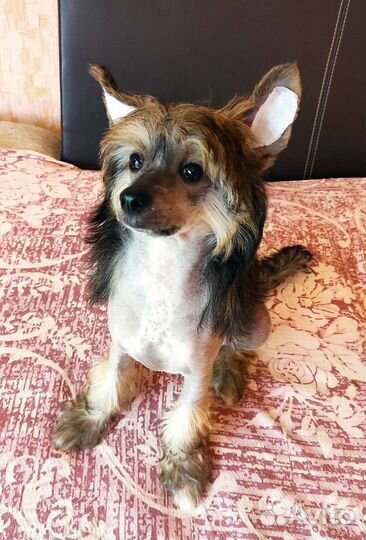 Китайская хохлатая голая девочка