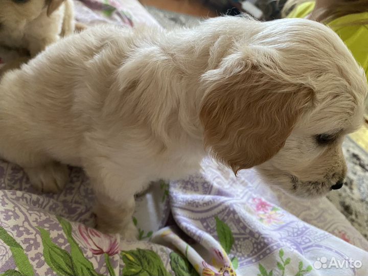 Щенки спаниеля