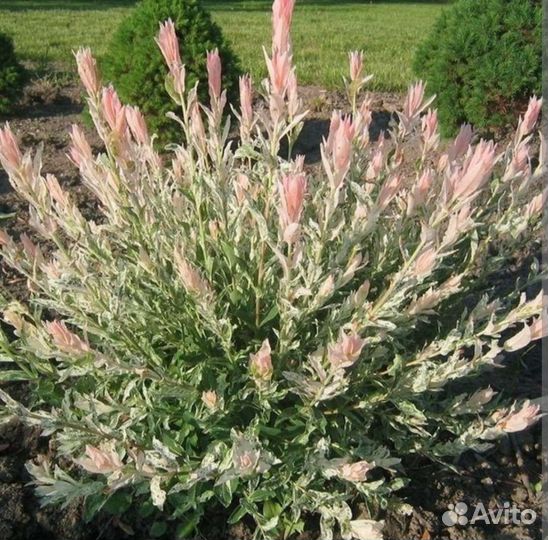 Ива японская Хакуро Нишики