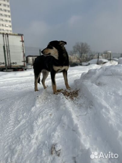Собака в добрые руки