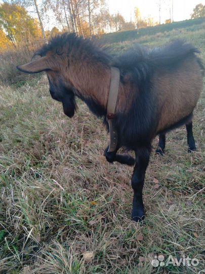 Чешский козел