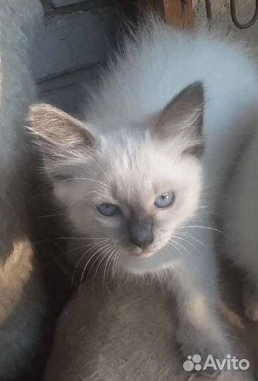Котята отдам бесплатно