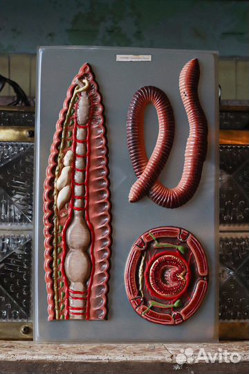 Пособие строение дождевого червя СССР