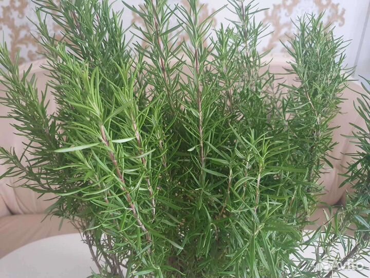 Розмарин 3-летки