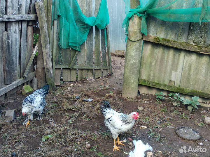 Молодые петухи