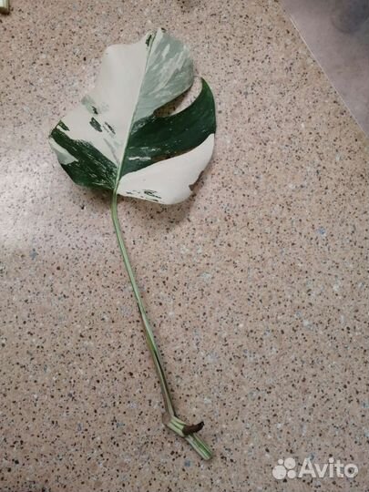 Монстера Альба