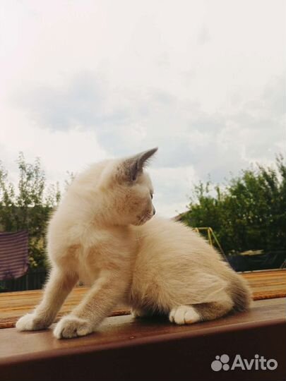 Котёнок сеамский