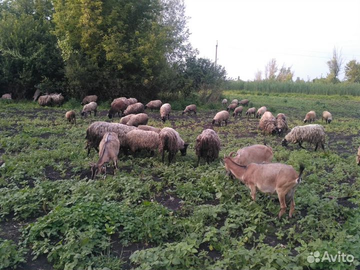 Овцы, бараны, козы