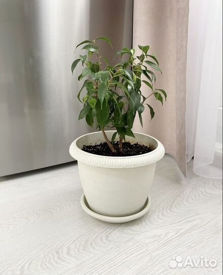 Взрослые комнатные цветы