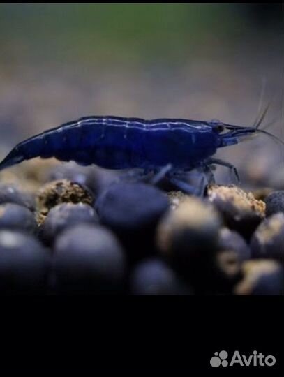 Креветки «Каредины и неокаредины»,теодоскусы