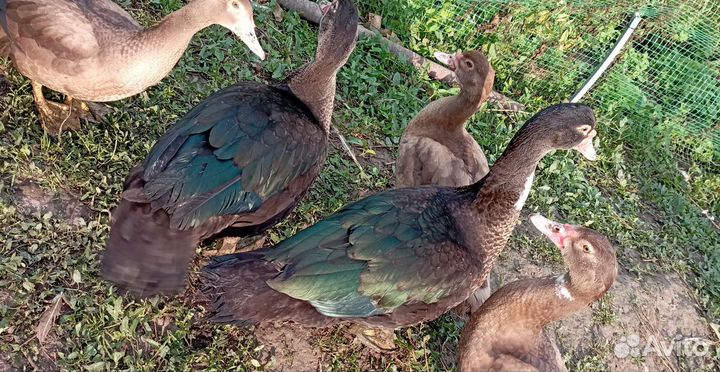 Мускусные утки