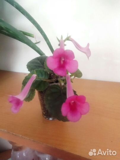 Комнатные растения цветы