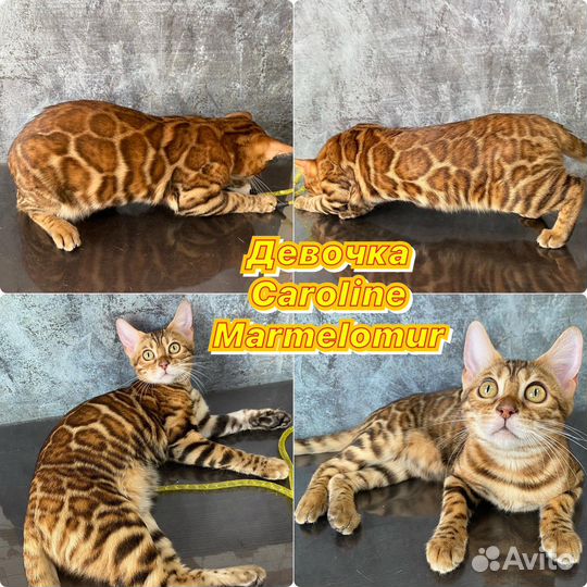 Бенгальские шикарные котята
