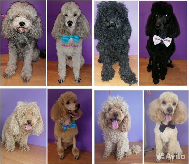 Стрижка собак и кошек.Передержка животных