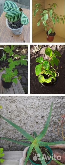 Мята рассада. Комнатные растения