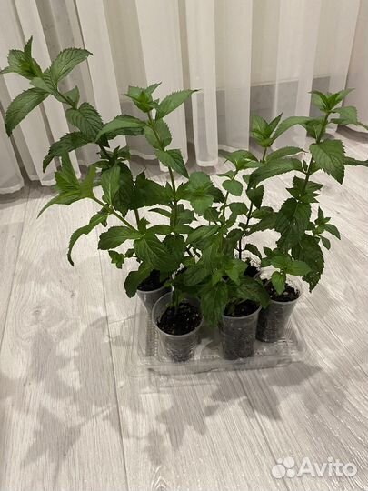 Мята шоколадная, укоренившиеся подрощенные черенки