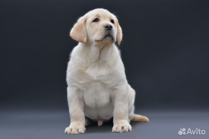 Щенки лабрадора палевые