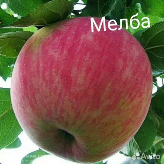 Саженцы яблони зкс