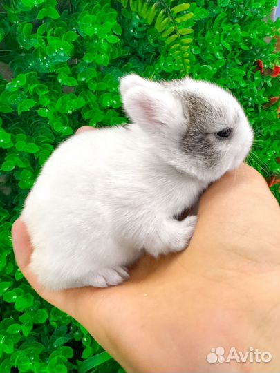 Мини карликовый кролик - нежное чудо меньше ладони