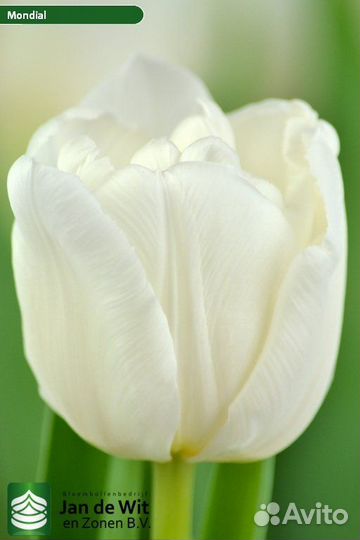 Луковицы Тюльпанов