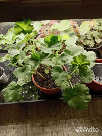 Комнатные цветы