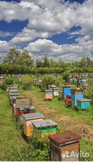 Пчелосемья