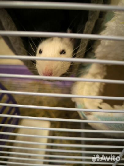 Отдам крысу мальчика бесплатно с клеткой дюна