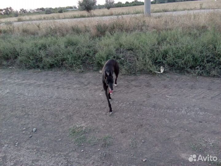 Русская борзая