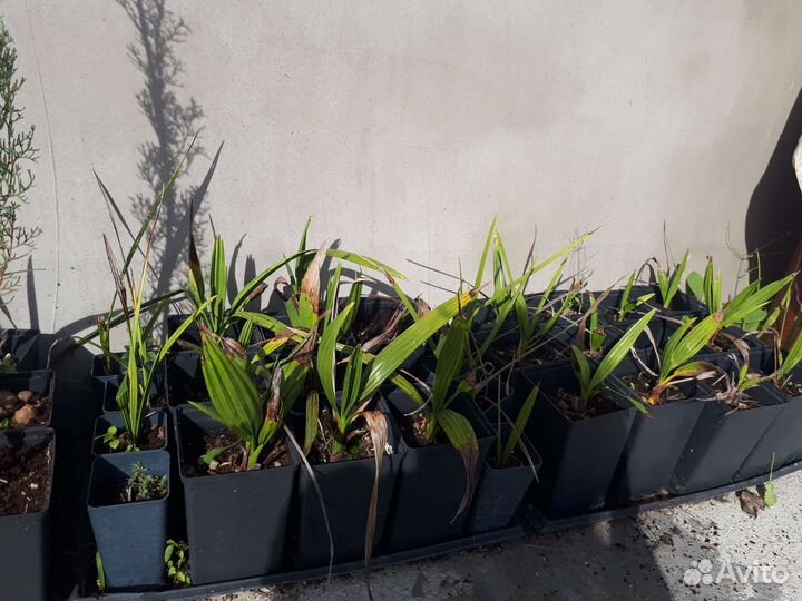 Пальмы финиковые в контейнерах