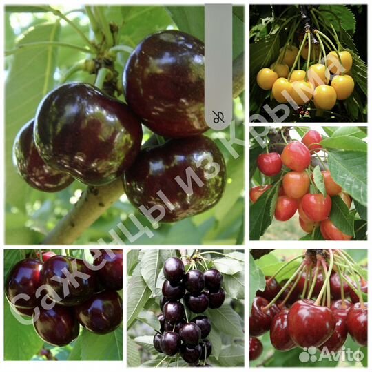 Саженцы черешни