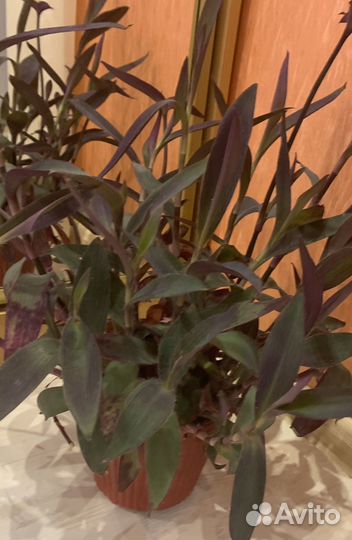 Традесканция