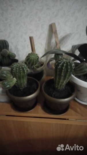 Кактусы