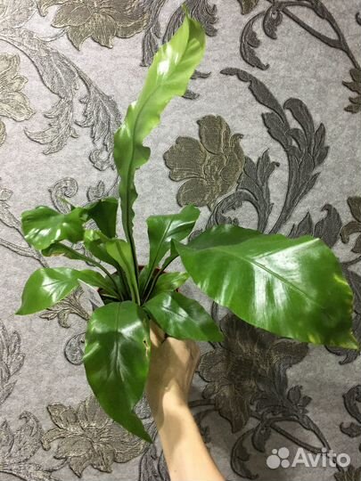 Папоротники, Туи