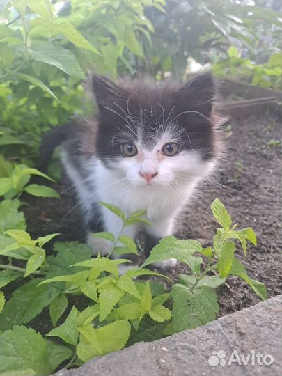 Отдадим котят