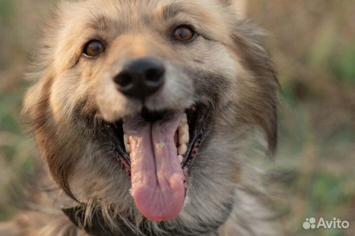 Собака в добрые руки