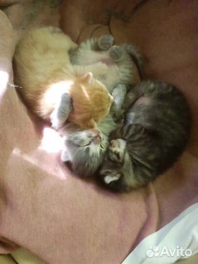 Кошка в дар бесплатно