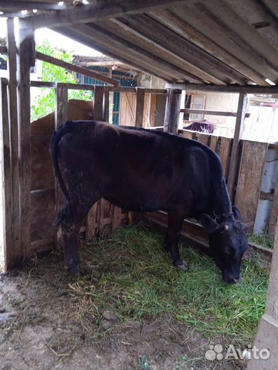 Продаю телку
