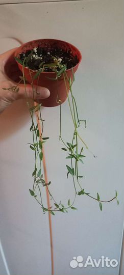 Церопегия линеарис