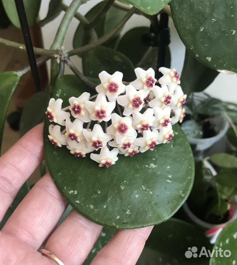 Хойя Hoya