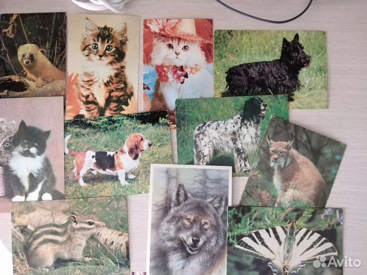 Открытки с животными