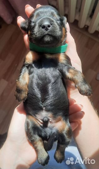 Английский кокер спаниель