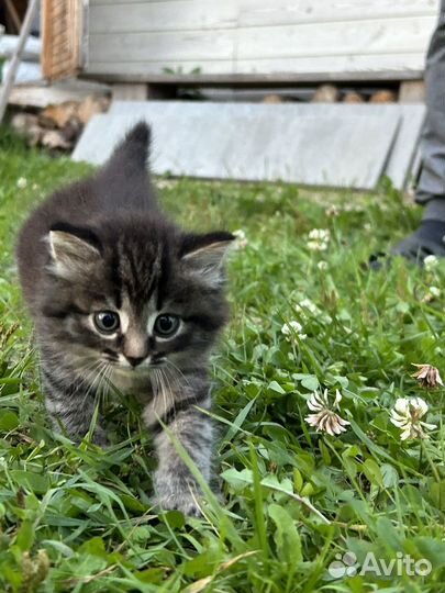 Котики бесплатно в добрые руки