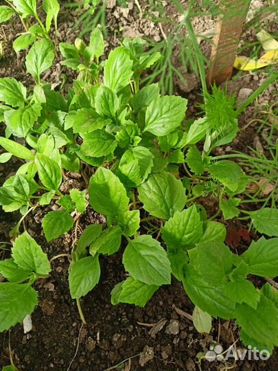 Рассада цветов