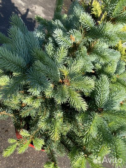 Голубая ель Super blue