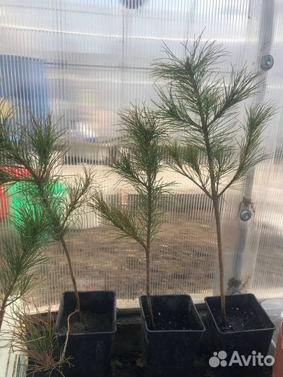 Продаю саженцы кедра