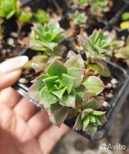 Эониумы, эхеверии